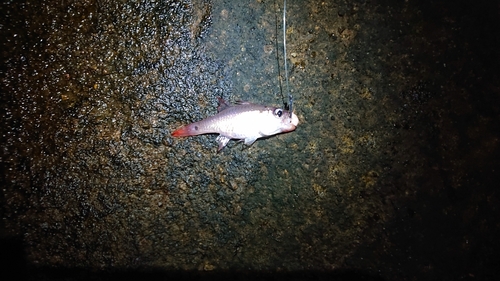 クロホシイシモチの釣果