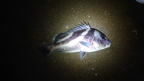 コショウダイの釣果