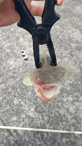 マゴチの釣果