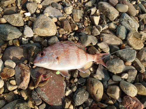 チャリコの釣果