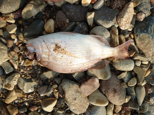 チャリコの釣果