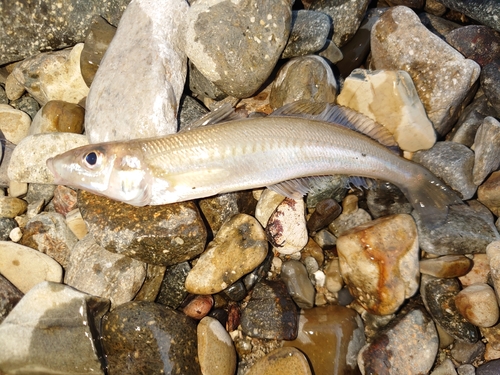 キスの釣果