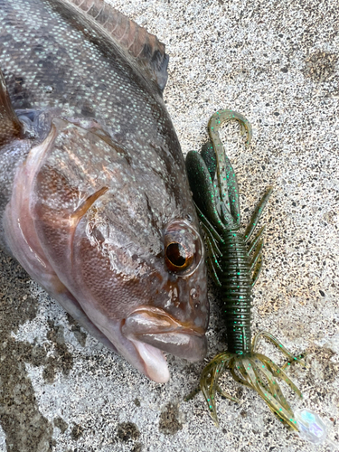 アイナメの釣果