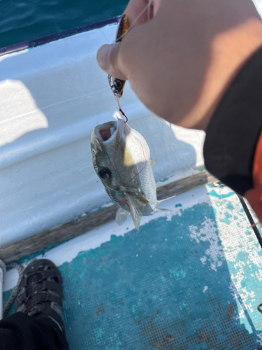 シロサバフグの釣果