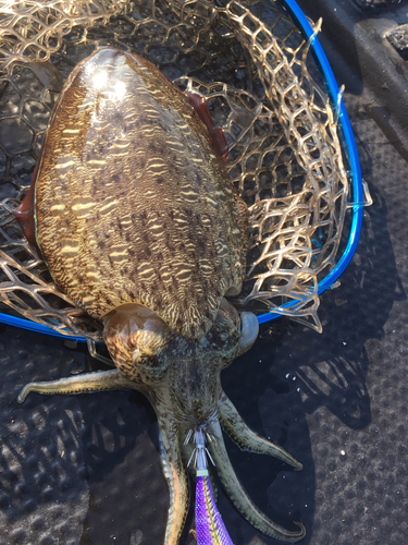 モンゴイカの釣果