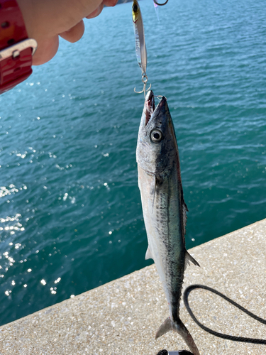 サゴシの釣果