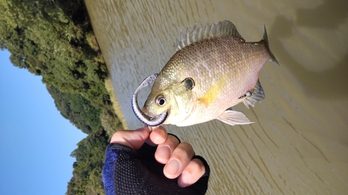 ブルーギルの釣果