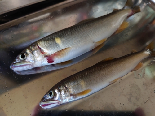 アユの釣果