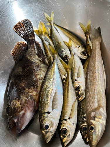 アジの釣果