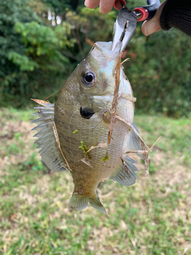 ブルーギルの釣果