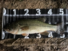 ブラックバスの釣果