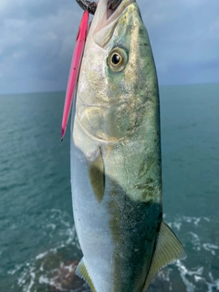 イナダの釣果