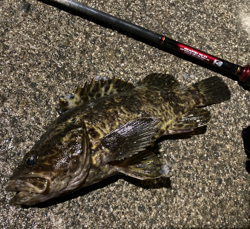 タケノコメバルの釣果