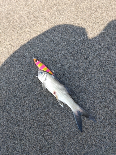 ツバメコノシロの釣果