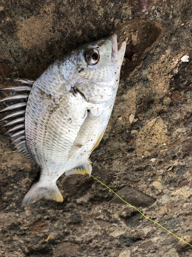 キビレの釣果