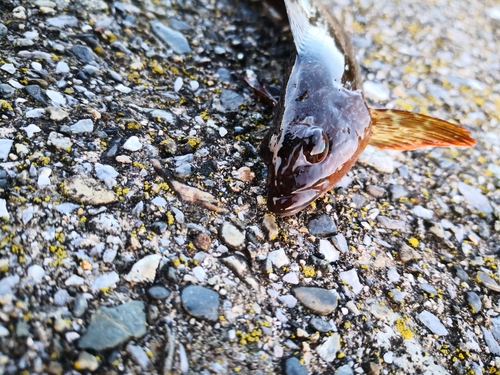 アイナメの釣果