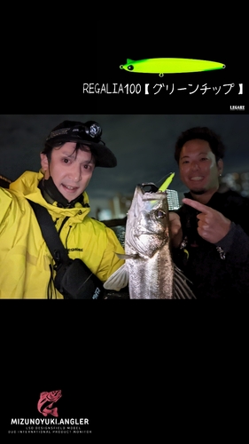 シーバスの釣果