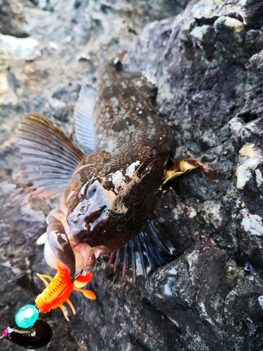 アイナメの釣果