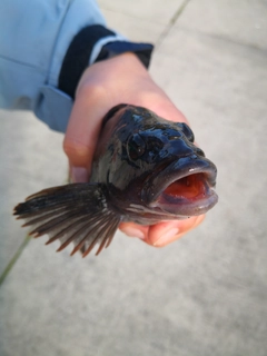 アイナメの釣果