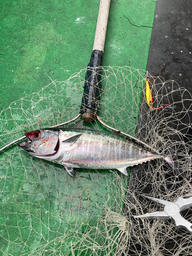 マグロの釣果