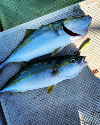 ヤズの釣果