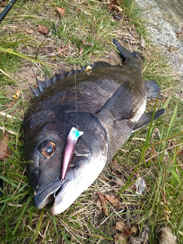 クロダイの釣果