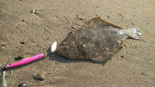 ソゲの釣果