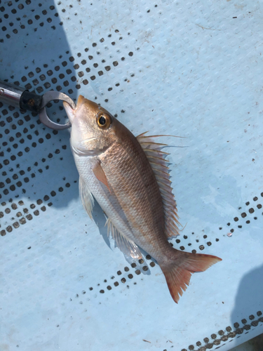 釣果