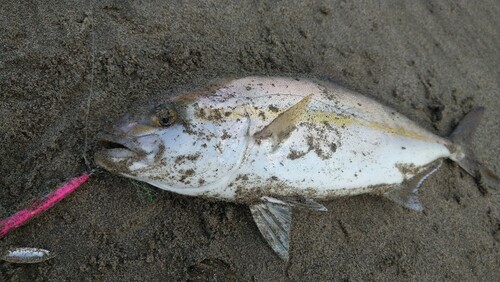 ショゴの釣果