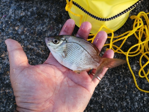 ウミタナゴの釣果