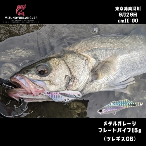 シーバスの釣果