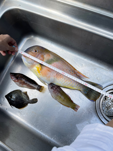 イラの釣果