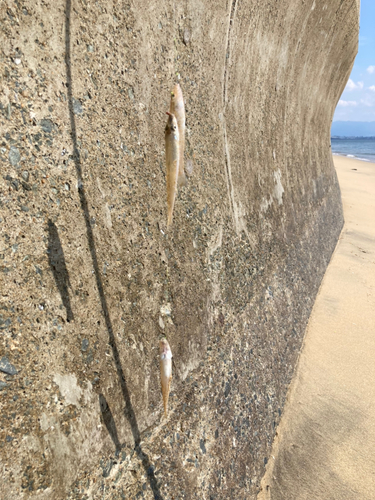 キスの釣果