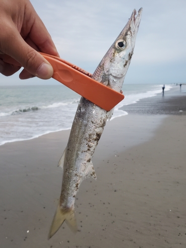 カマスの釣果