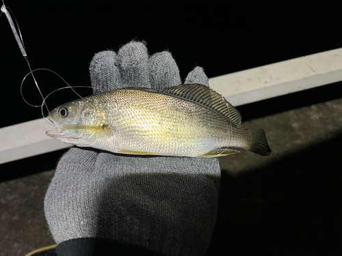 イシモチの釣果