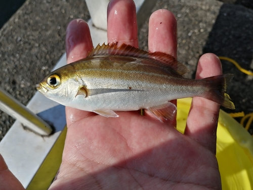 イサキの釣果