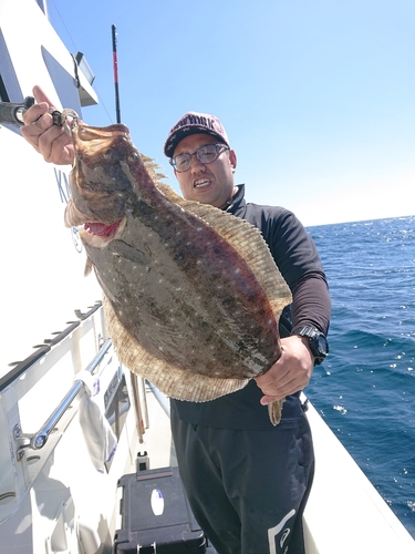 ヒラメの釣果