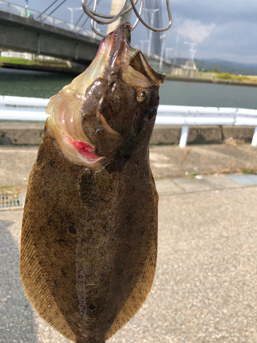 ヒラメの釣果