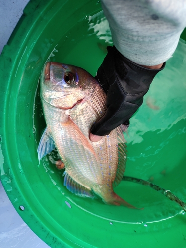 ハナダイの釣果