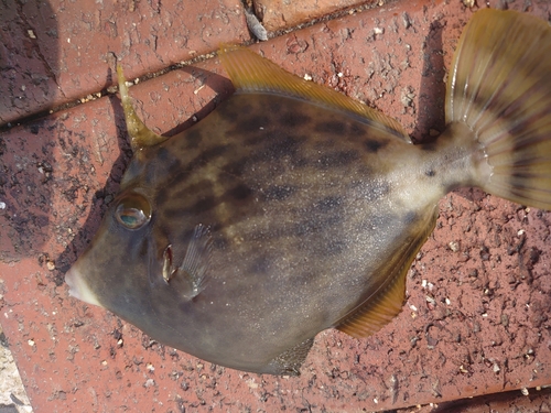 カワハギの釣果