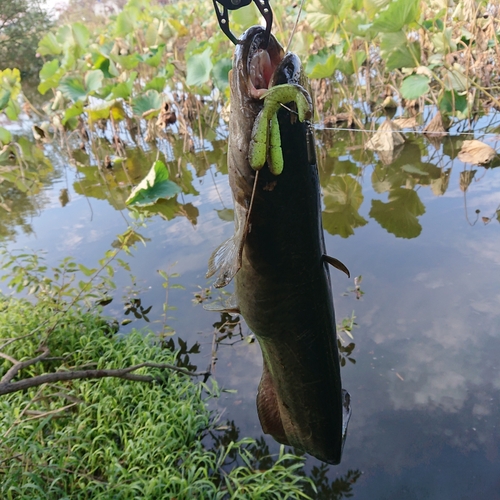 ナマズの釣果