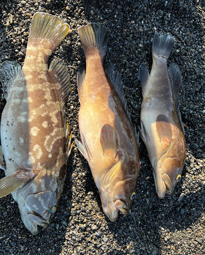 クエの釣果