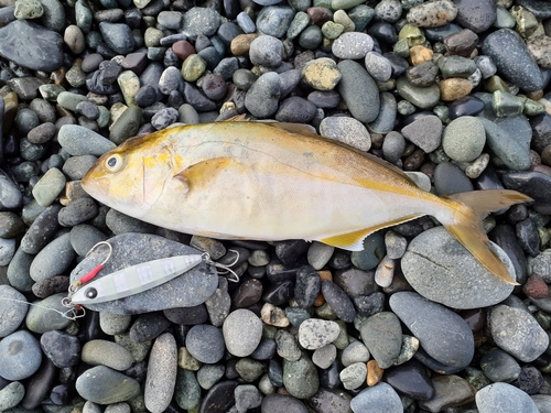 ショゴの釣果