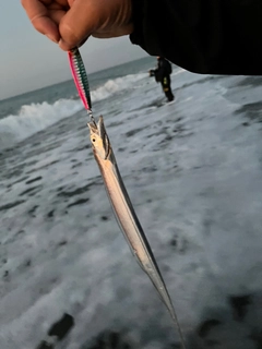 タチウオの釣果