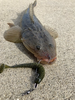 マゴチの釣果