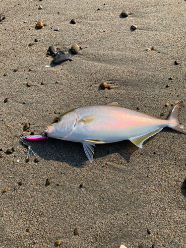 ショゴの釣果