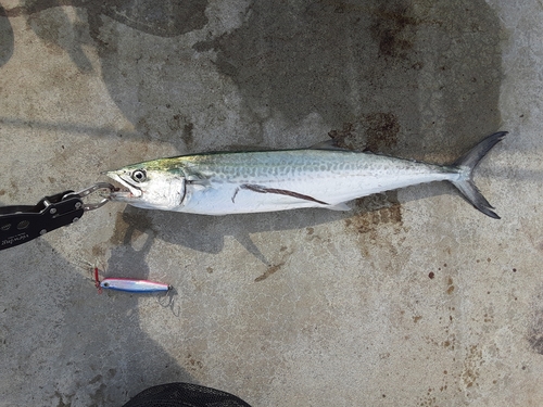 サゴシの釣果