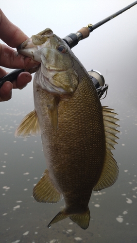 スモールマウスバスの釣果