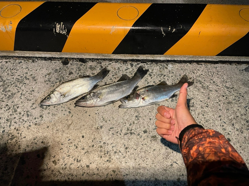 シーバスの釣果