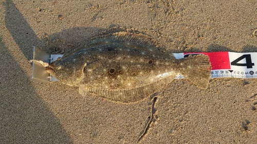 ヒラメの釣果